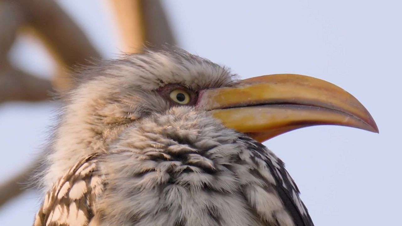 Close-up of a yellow-billed hornbill against a pale sky, the opening frame of the showreel.
