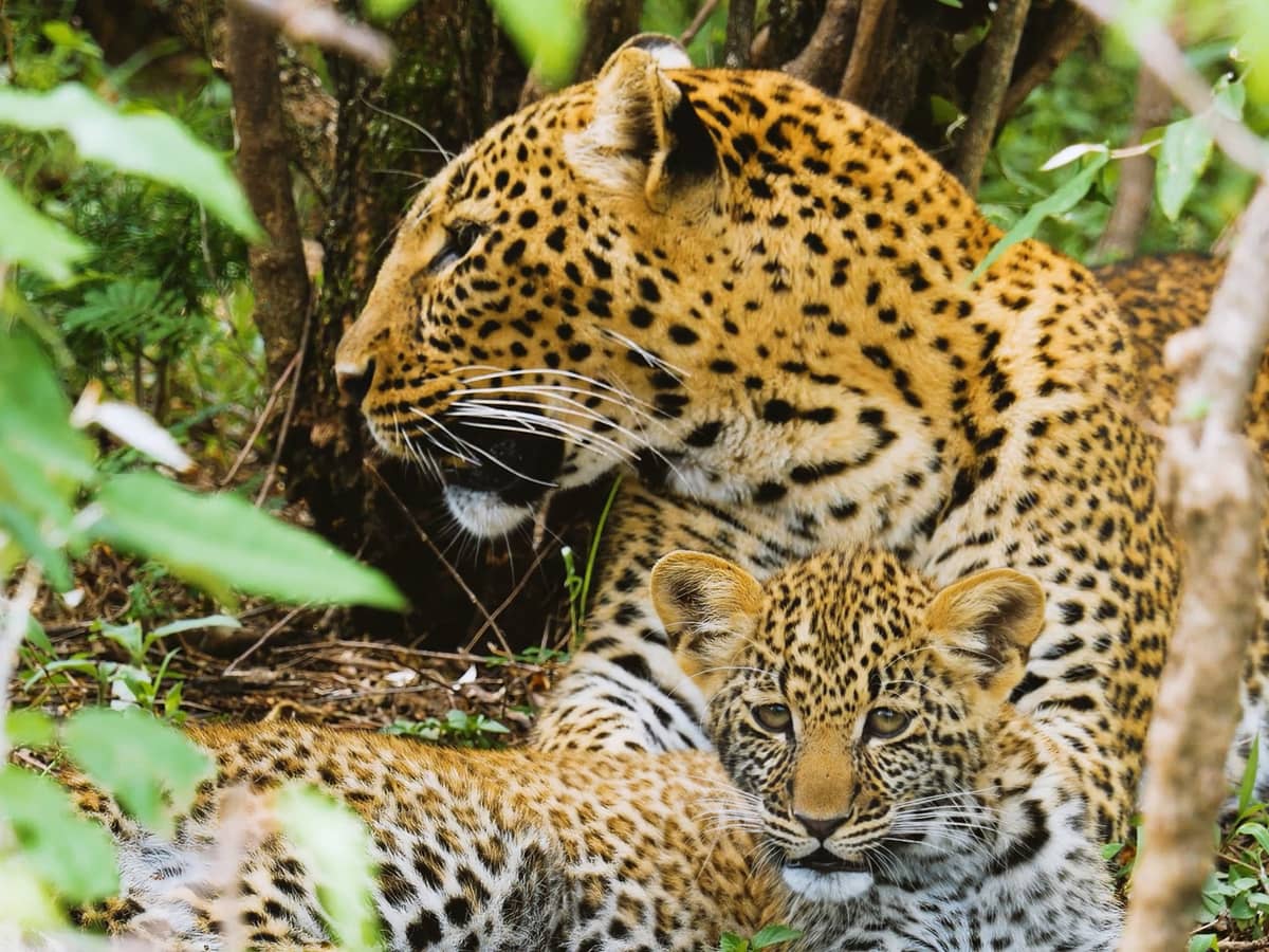 A leopard cub looks straight at the camera while its mother rests behind it in green undergrowth in Kenya.