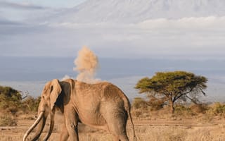 An elephant walking across golden savannah grass with a snow-capped mountain on the horizon.